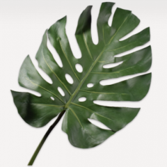 Monstera Stem - Baoase - 68cm