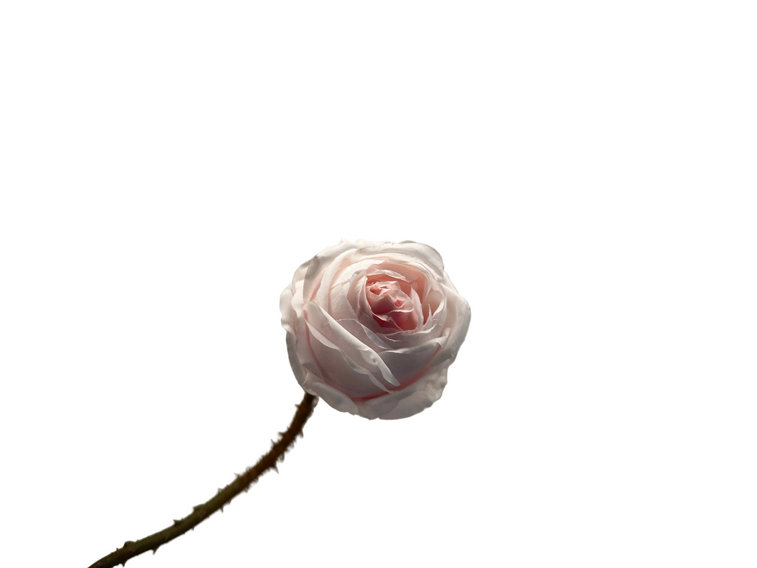 Rose Pandora - Soft Pink - 38cm