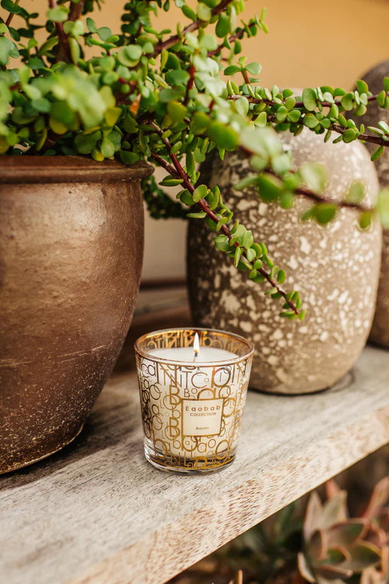 Candle - My First Baobab Aurum