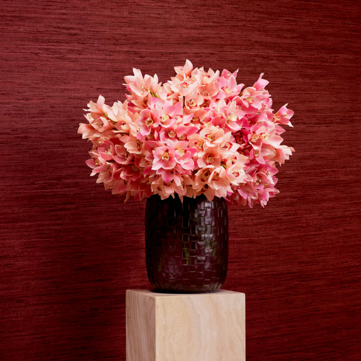 Cymbidium Orchids - Evelyn Collection - Pink