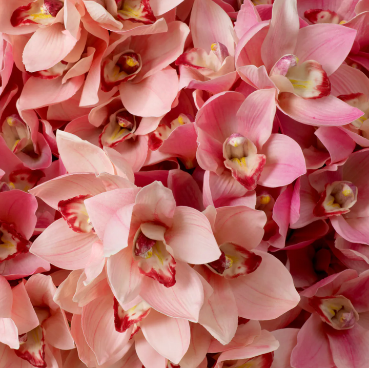 Cymbidium Orchids - Evelyn Collection - Pink