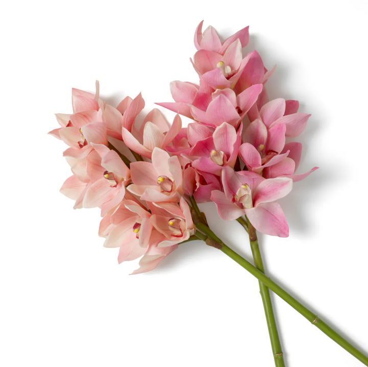 Cymbidium Orchids - Evelyn Collection - Pink