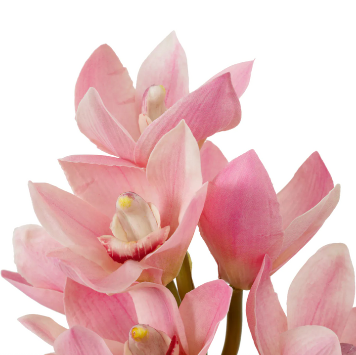 Cymbidium Orchids - Evelyn Collection - Pink