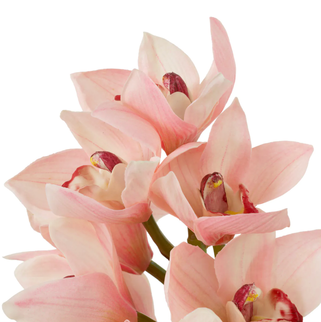 Cymbidium Orchids - Evelyn Collection - Soft Pink