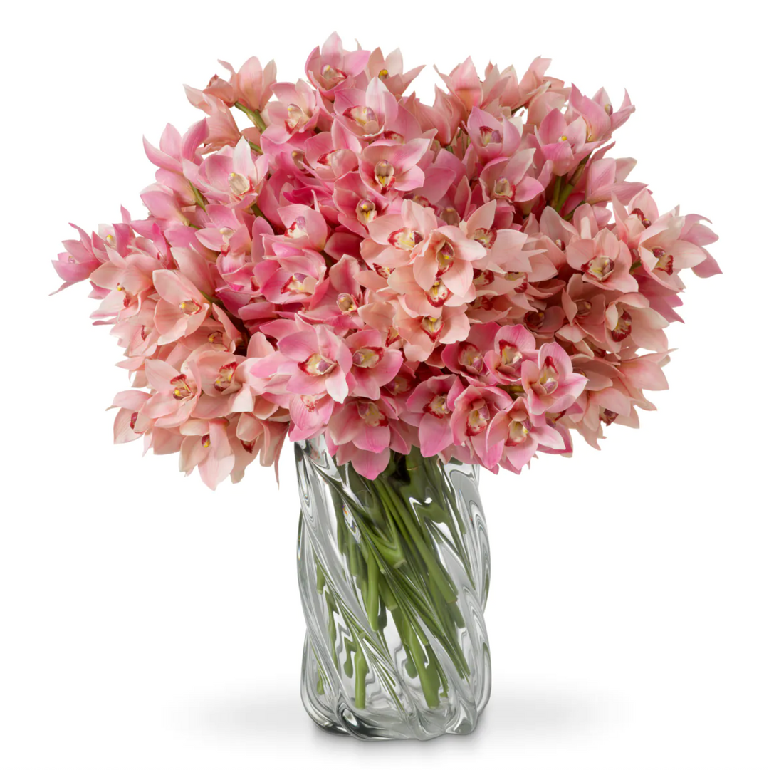 Cymbidium Orchids - Evelyn Collection - Pink