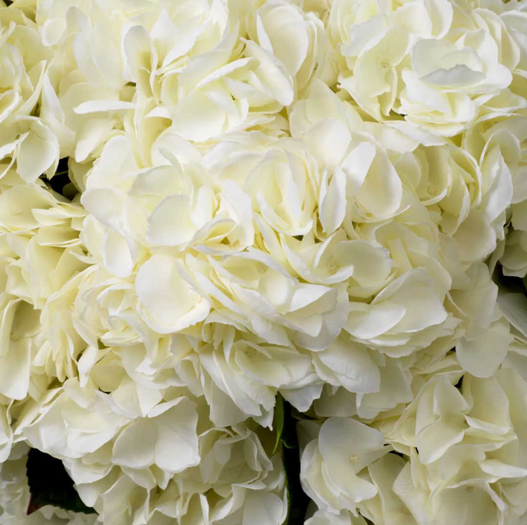Hydrangea Stem - Evelyn Collection - Liora White - 70cm
